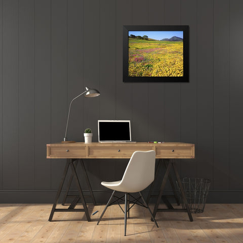 California, Cuyamaca Rancho SP Flower landscape Black Modern Wood Framed Art Print by Talbot Frank, Christopher