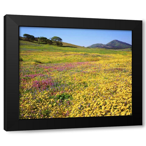 California, Cuyamaca Rancho SP Flower landscape Black Modern Wood Framed Art Print by Talbot Frank, Christopher
