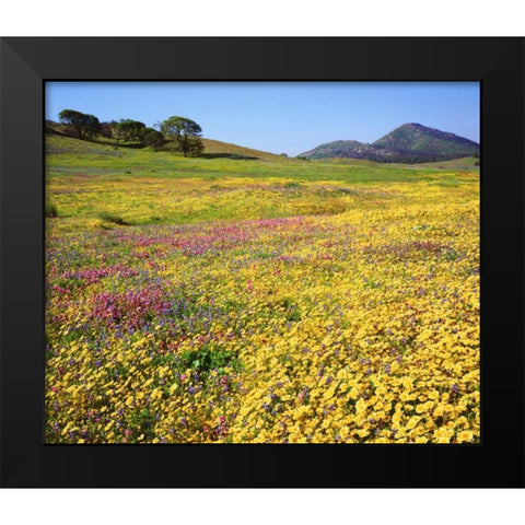 California, Cuyamaca Rancho SP Flower landscape Black Modern Wood Framed Art Print by Talbot Frank, Christopher