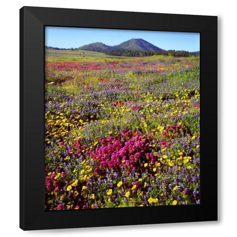 CA, Cuyamaca Rancho SP Flower Black Modern Wood Framed Art Print by Talbot Frank, Christopher