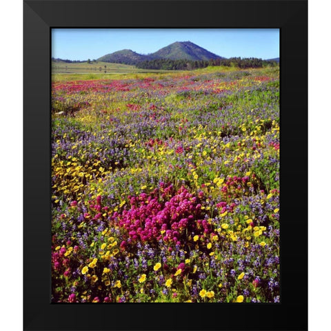 CA, Cuyamaca Rancho SP Flower Black Modern Wood Framed Art Print by Talbot Frank, Christopher