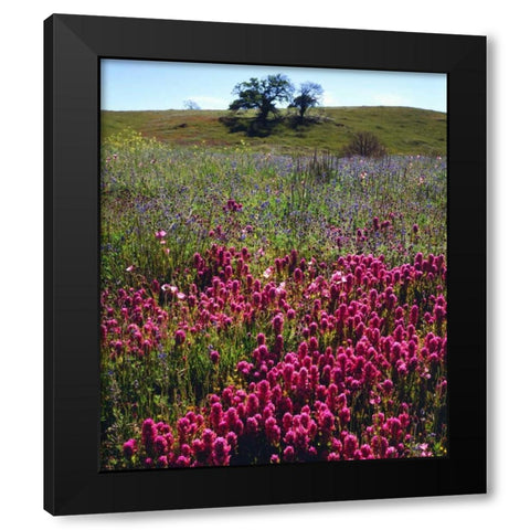 California, Cuyamaca Rancho SP Wildflowers Black Modern Wood Framed Art Print with Double Matting by Talbot Frank, Christopher