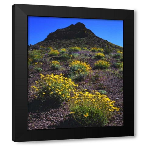California, Death Valley NP Brittlebush flowers Black Modern Wood Framed Art Print with Double Matting by Talbot Frank, Christopher