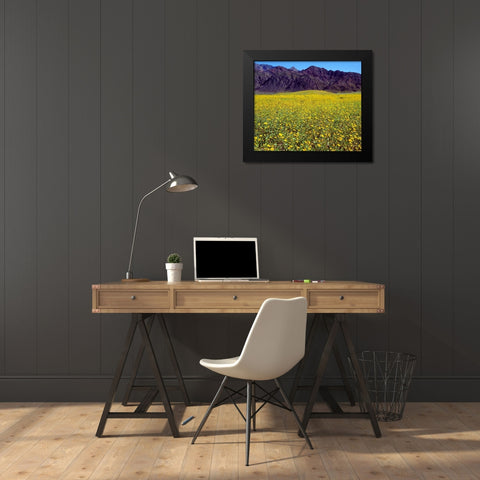 California, Death Valley NP Desert Sunflowers Black Modern Wood Framed Art Print by Talbot Frank, Christopher