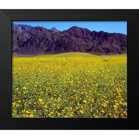 California, Death Valley NP Desert Sunflowers Black Modern Wood Framed Art Print by Talbot Frank, Christopher