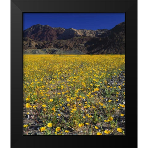 California, Death Valley NP Desert sunflowers Black Modern Wood Framed Art Print by Talbot Frank, Christopher