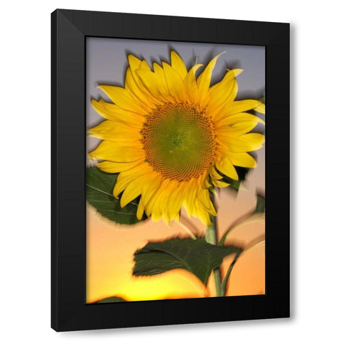 CA, Hybrid sunflower blowing in the wind at dusk Black Modern Wood Framed Art Print with Double Matting by Talbot Frank, Christopher