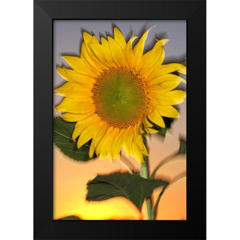 CA, Hybrid sunflower blowing in the wind at dusk Black Modern Wood Framed Art Print by Talbot Frank, Christopher