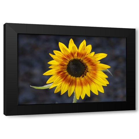 USA, California, Hybrid sunflower Black Modern Wood Framed Art Print with Double Matting by Talbot Frank, Christopher