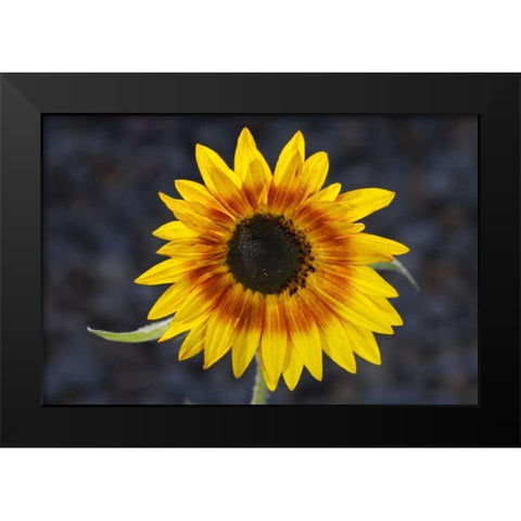 USA, California, Hybrid sunflower Black Modern Wood Framed Art Print by Talbot Frank, Christopher