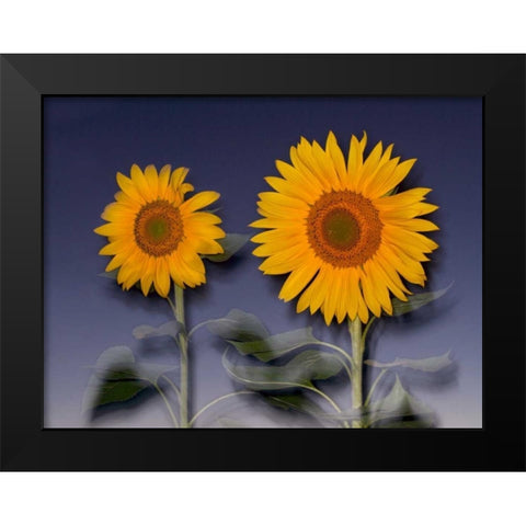 CA, Hybrid sunflowers blowing in the wind at dusk Black Modern Wood Framed Art Print by Talbot Frank, Christopher
