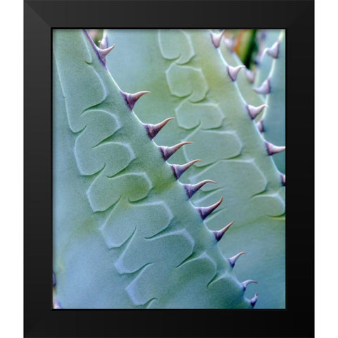 California, Jacumba Patterns of an Agave plant Black Modern Wood Framed Art Print by Talbot Frank, Christopher