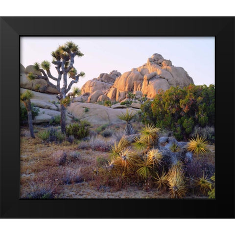 California, Joshua Tree NP Desert Landscape Black Modern Wood Framed Art Print by Talbot Frank, Christopher