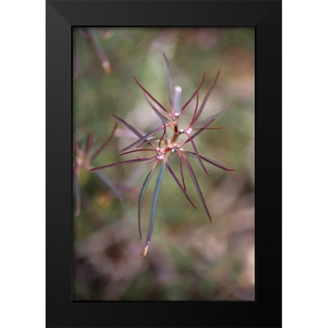 California, Joshua Tree NP Beetle Spurge flowers Black Modern Wood Framed Art Print by Talbot Frank, Christopher