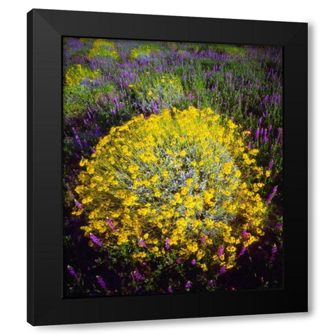 CA, Joshua Tree NP Brittlebush and Lupine Black Modern Wood Framed Art Print with Double Matting by Talbot Frank, Christopher