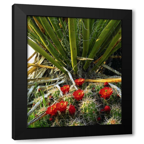 California, Joshua Tree NP Claret Cup Cactus Black Modern Wood Framed Art Print with Double Matting by Talbot Frank, Christopher