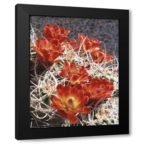 California, Joshua Tree NP Claret Cup Cactus Black Modern Wood Framed Art Print with Double Matting by Talbot Frank, Christopher