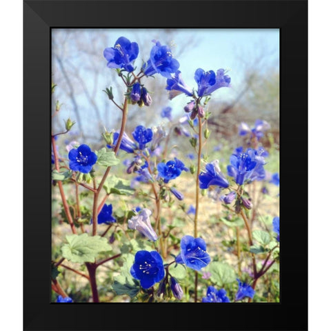 CA, Joshua Tree NP Desert Bell flowers Black Modern Wood Framed Art Print by Talbot Frank, Christopher