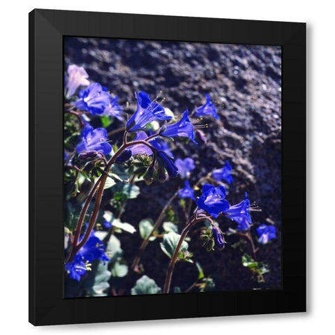 CA, Joshua Tree NP Desert Bell flowers Black Modern Wood Framed Art Print with Double Matting by Talbot Frank, Christopher