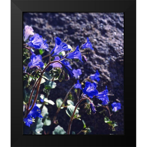CA, Joshua Tree NP Desert Bell flowers Black Modern Wood Framed Art Print by Talbot Frank, Christopher