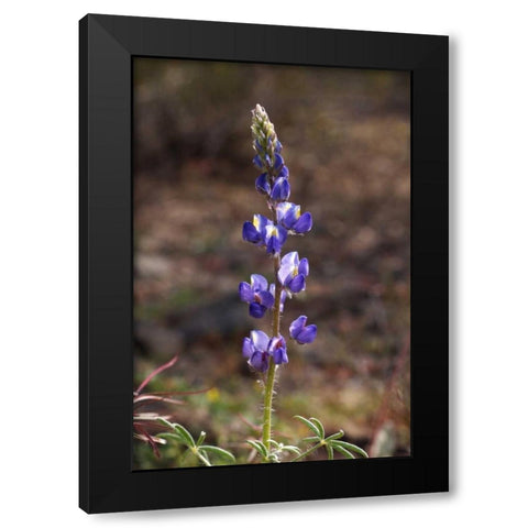 California, Joshua Tree NP Lupine Wildflowers Black Modern Wood Framed Art Print by Talbot Frank, Christopher