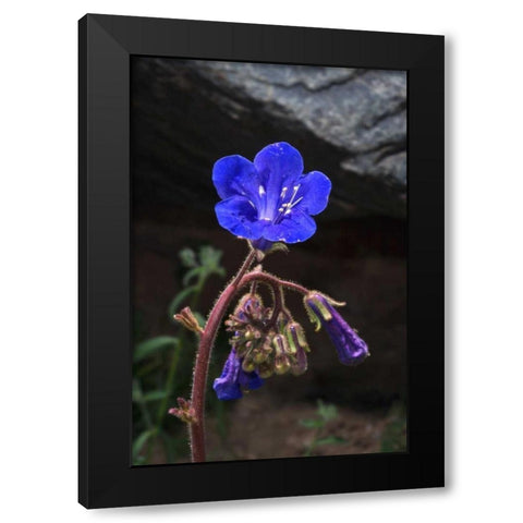 California, Joshua Tree NP Phacelia Wildflowers Black Modern Wood Framed Art Print with Double Matting by Talbot Frank, Christopher