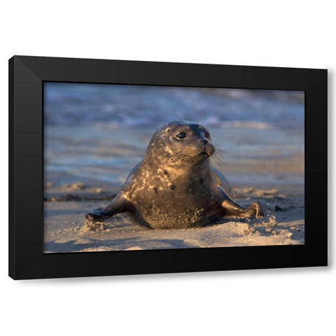 CA, La Jolla A baby seal in Childrens Pool Black Modern Wood Framed Art Print by Talbot Frank, Christopher