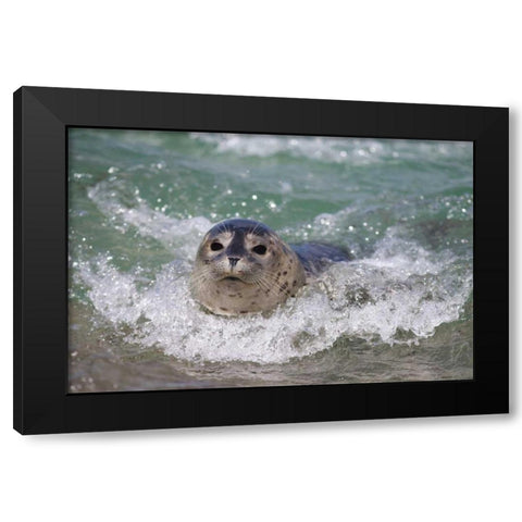 USA, California, La Jolla A baby seal surfing Black Modern Wood Framed Art Print with Double Matting by Talbot Frank, Christopher