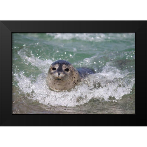 USA, California, La Jolla A baby seal surfing Black Modern Wood Framed Art Print by Talbot Frank, Christopher