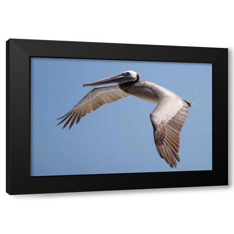 CA, La Jolla A Pelican Flying over the Coast Black Modern Wood Framed Art Print with Double Matting by Talbot Frank, Christopher