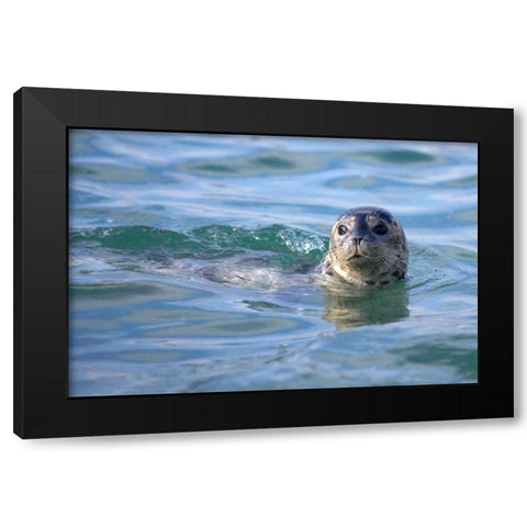 CA, La Jolla A seal swimming along the Coast Black Modern Wood Framed Art Print by Talbot Frank, Christopher