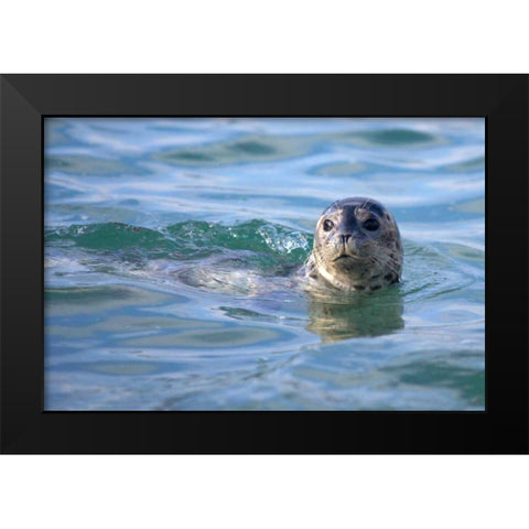 CA, La Jolla A seal swimming along the Coast Black Modern Wood Framed Art Print by Talbot Frank, Christopher