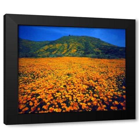 California, Lake Elsinore California poppies Black Modern Wood Framed Art Print with Double Matting by Talbot Frank, Christopher