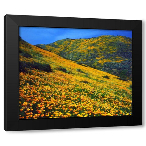 California, Lake Elsinore California poppies Black Modern Wood Framed Art Print with Double Matting by Talbot Frank, Christopher