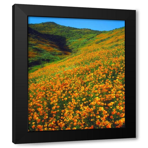 California, Lake Elsinore California poppies Black Modern Wood Framed Art Print with Double Matting by Talbot Frank, Christopher