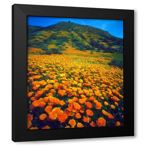 California, Lake Elsinore California poppies Black Modern Wood Framed Art Print with Double Matting by Talbot Frank, Christopher