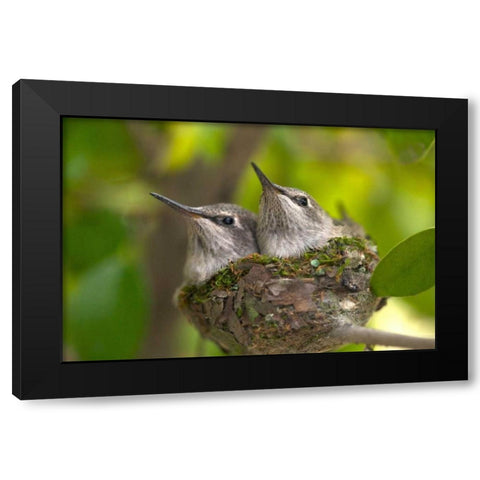 USA, California, Lakeside, Baby hummingbirds Black Modern Wood Framed Art Print with Double Matting by Talbot Frank, Christopher
