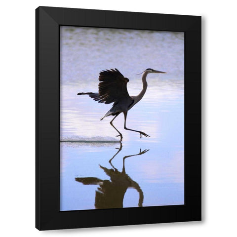 California, Lakeside, Great Blue Heron Landing Black Modern Wood Framed Art Print with Double Matting by Talbot Frank, Christopher