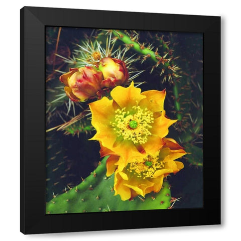 California, Lakeside, Prickly Pear Cactus flowers Black Modern Wood Framed Art Print with Double Matting by Talbot Frank, Christopher