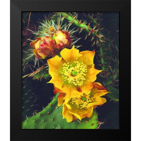 California, Lakeside, Prickly Pear Cactus flowers Black Modern Wood Framed Art Print by Talbot Frank, Christopher