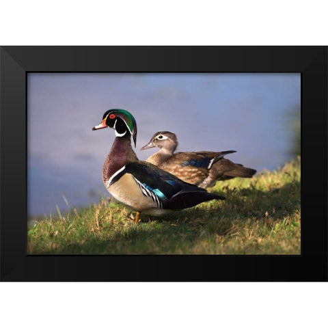 USA, California, Lakeside, Wood Duck Black Modern Wood Framed Art Print by Talbot Frank, Christopher