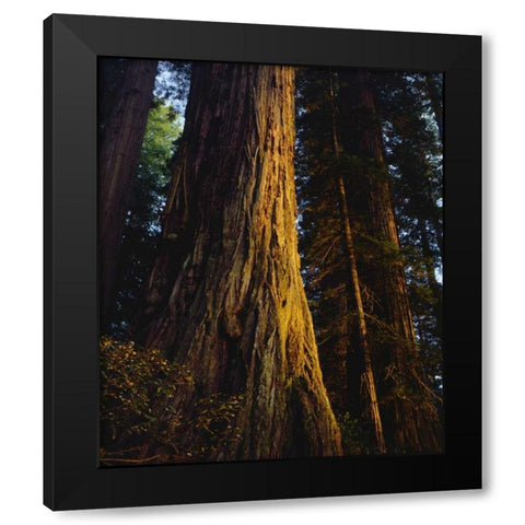 CA, Redwoods Old-growth Redwood tree at Sunset Black Modern Wood Framed Art Print by Talbot Frank, Christopher