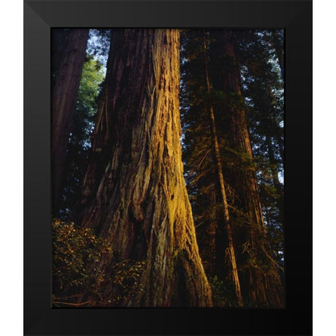 CA, Redwoods Old-growth Redwood tree at Sunset Black Modern Wood Framed Art Print by Talbot Frank, Christopher