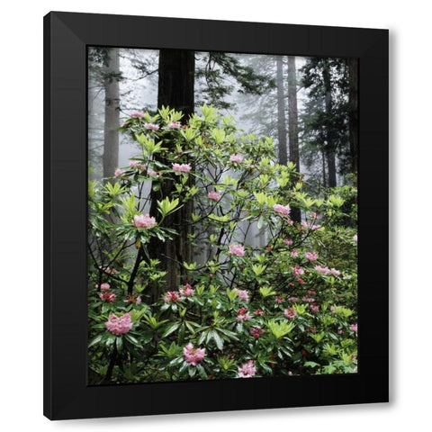 CA Redwood trees with Rhododendron Flowers Black Modern Wood Framed Art Print by Talbot Frank, Christopher