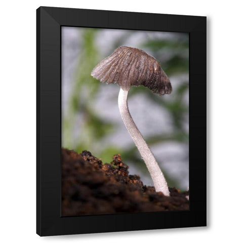 USA, California, San Diego, A Mushroom Black Modern Wood Framed Art Print by Talbot Frank, Christopher