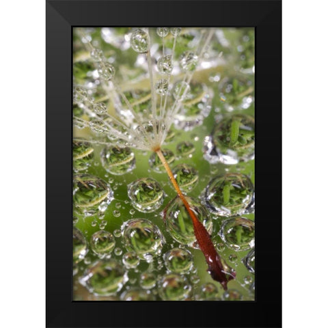 CA, San Diego, Dandelion on a Spider Web Black Modern Wood Framed Art Print by Talbot Frank, Christopher