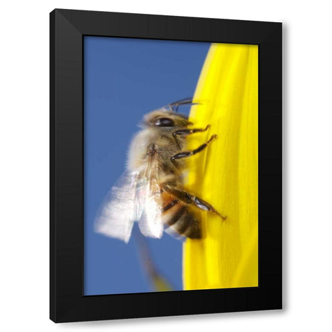 USA, California, San Diego, Honey Bee taking off Black Modern Wood Framed Art Print by Talbot Frank, Christopher
