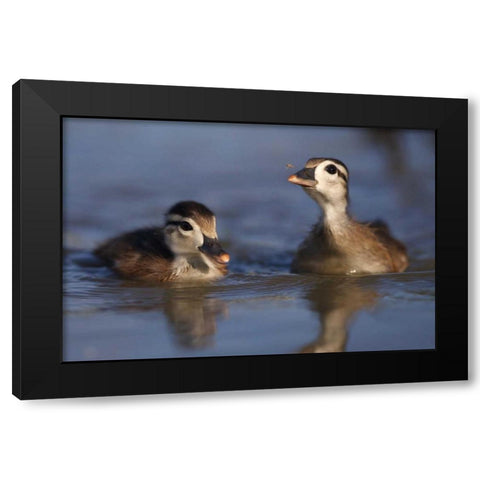 CA, San Diego, Wood ducklings on Lindo Lake Black Modern Wood Framed Art Print with Double Matting by Talbot Frank, Christopher