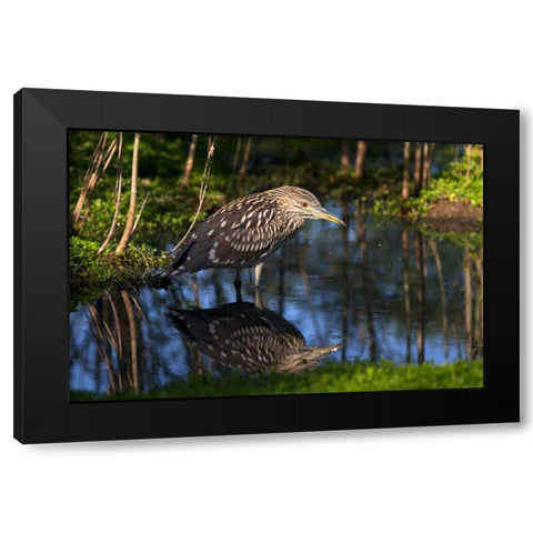 CA, San Diego Black-Crowned Night-Heron Black Modern Wood Framed Art Print by Talbot Frank, Christopher