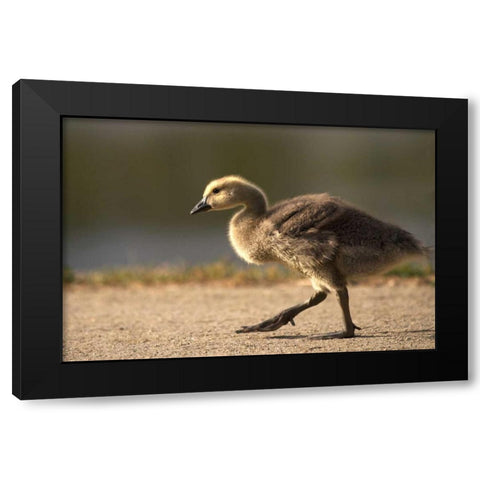 California, San Diego, Lakeside Canada Gosling Black Modern Wood Framed Art Print with Double Matting by Talbot Frank, Christopher